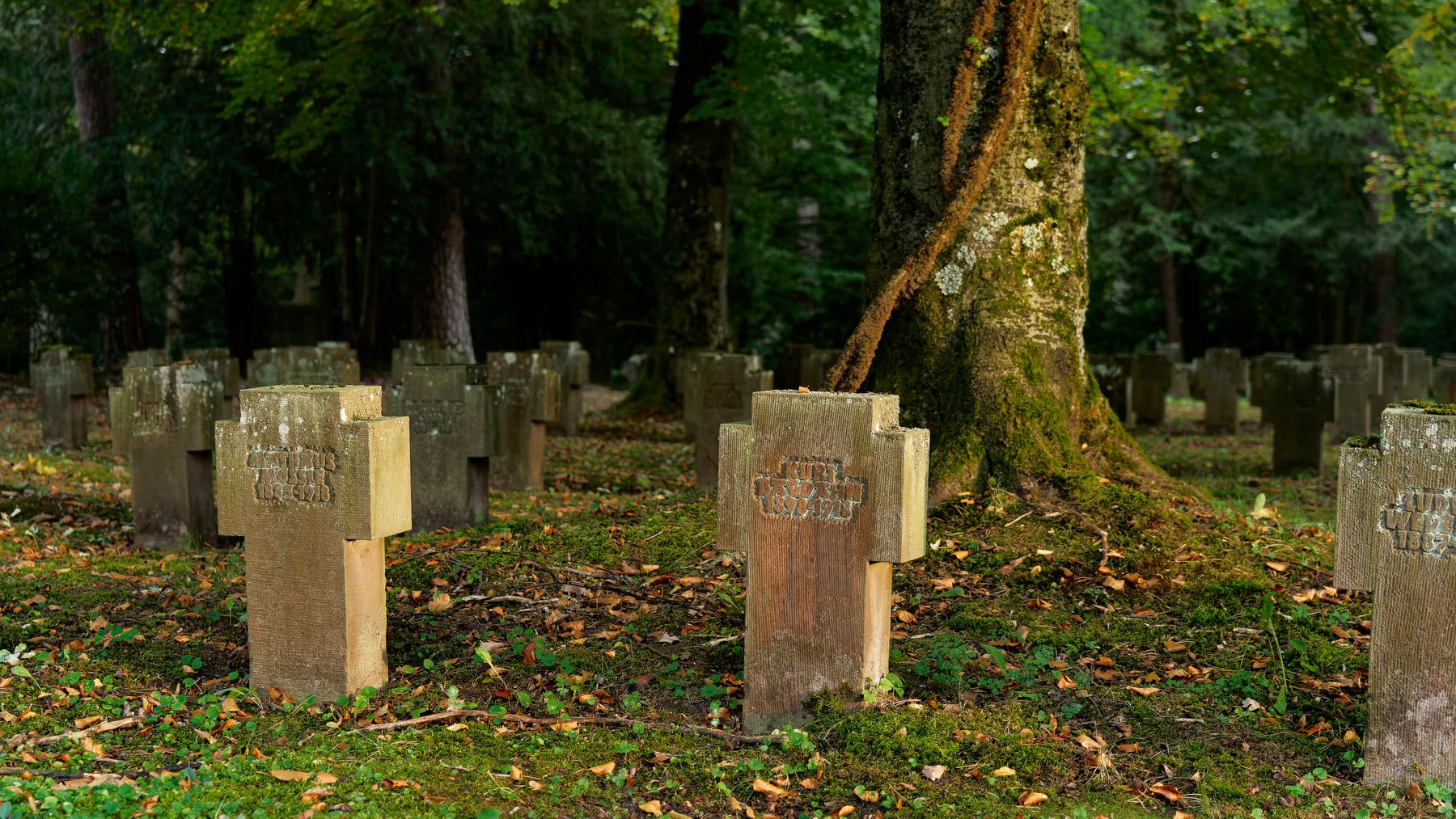 Reihen schlichter Steinkreuze eines Kriegsgräberfeldes unter alten Bäumen auf Waldfriedhof Stuttgart