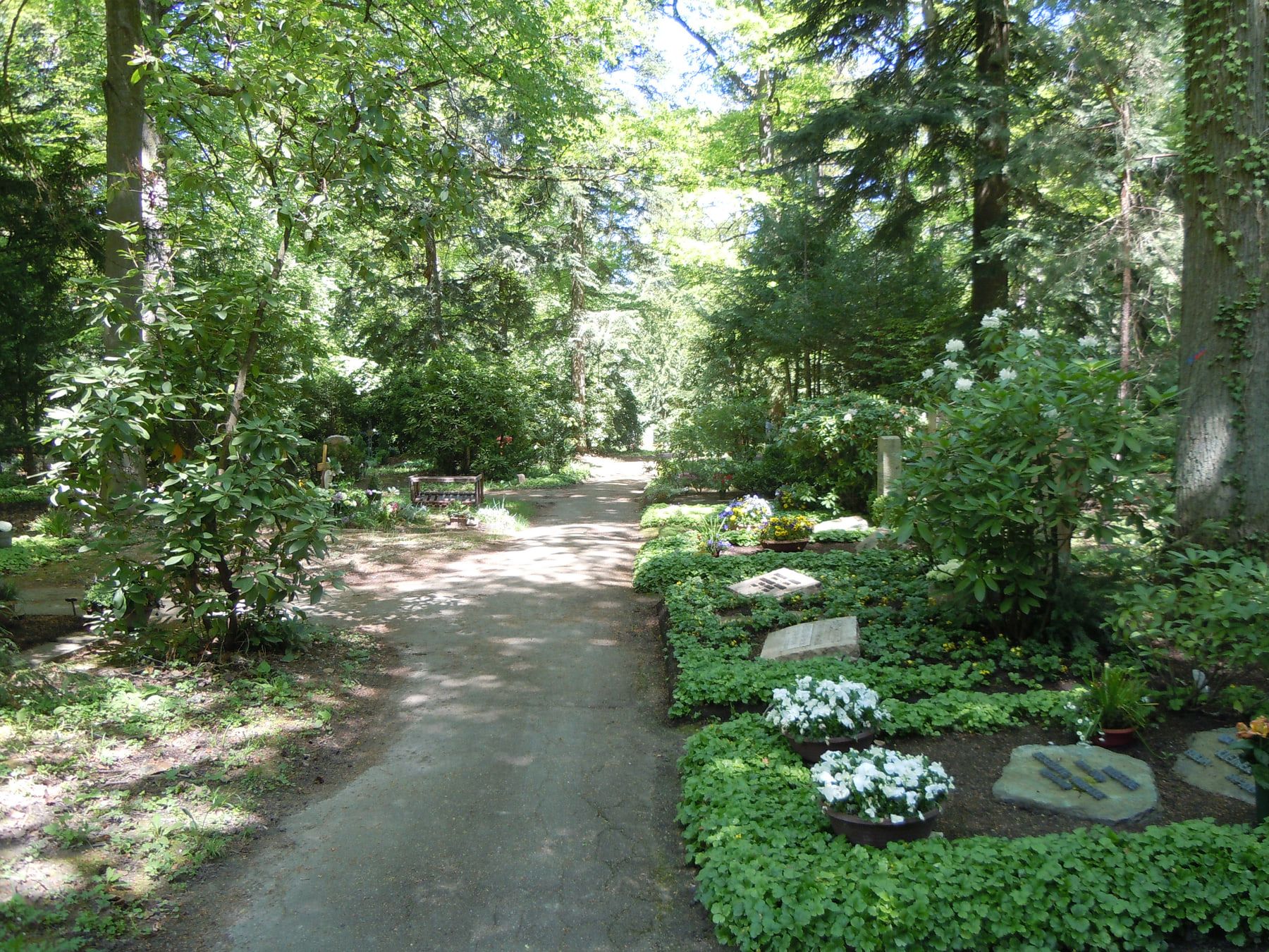 Waldweg zwischen dicht bepflanzten Gräbern mit weißen Blüten auf Waldfriedhof Stuttgart